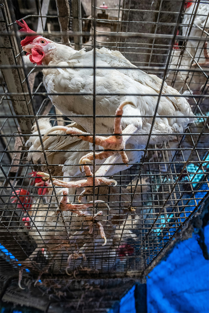 Caged chickens on farm.